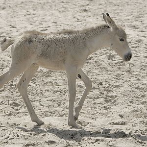Onager foal