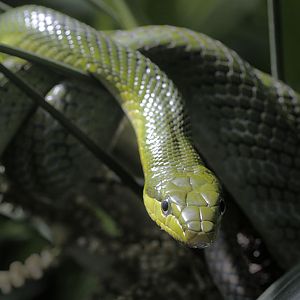 Red-tailed racer