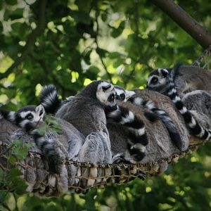 Ring Tailed Lemurs in New Enclosure.