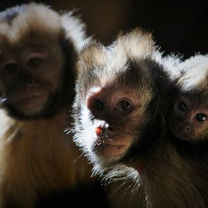Brown Headed Capuchin Family
