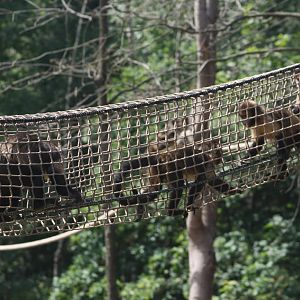 Capuchins in "De Grote Wildernis"