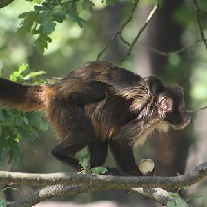 Brown Headed Capuchin Mum & Baby