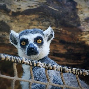 Ring Tailed Lemur