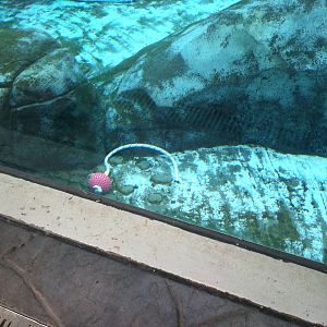 Saint Louis Zoo: Sea Lion Sound