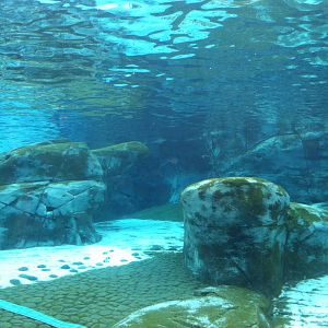 Saint Louis Zoo: Sea Lion Sound