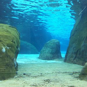 Saint Louis Zoo: Sea Lion Sound