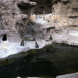 Saint Louis Zoo: Penguin/Puffin Coast