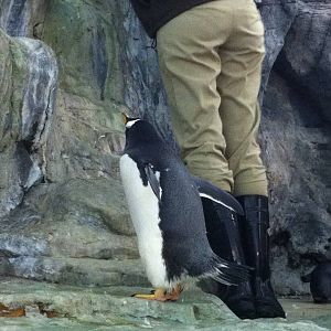 Saint Louis Zoo: Penguin/Puffin Coast