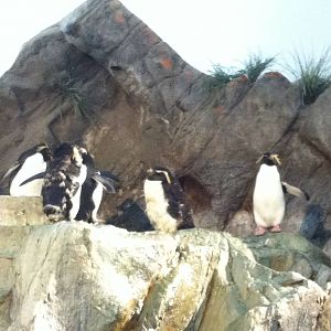 Saint Louis Zoo: Penguin/Puffin Coast