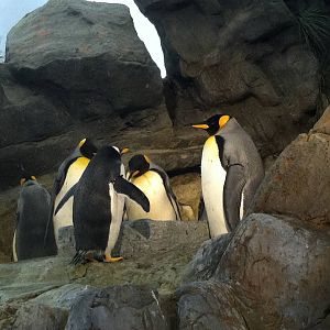Saint Louis Zoo: Penguin/Puffin Coast