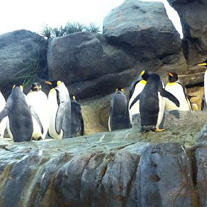 Saint Louis Zoo: Penguin/Puffin Coast
