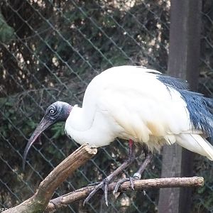 Madagascar Sacred Ibis