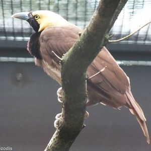 Raggiana Bird of Paradise