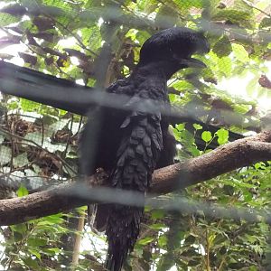 Long-wattled Umbrellabird