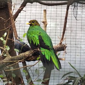 Golden-headed Quetzal (and Madagascan blue Pigeon in the background)