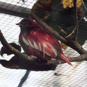Pomadour Cotinga