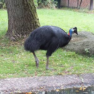 Dwarf Cassowary