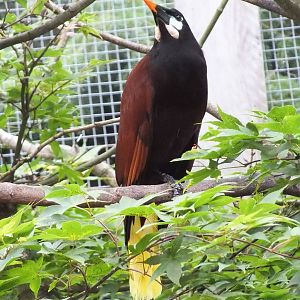 Montezuma Oropendola