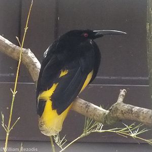 Twelve-wired Bird or Paradise