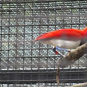 King Bird of Paradise