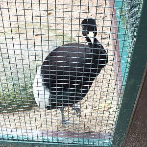 Pale-winged Trumpeter