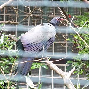 Coral-billed Ground Cuckoo