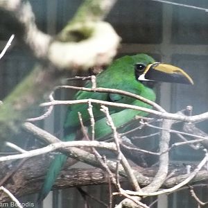 Black-throated Toucanet