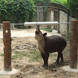 Tapir enrichment