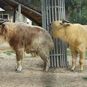 Golden takin