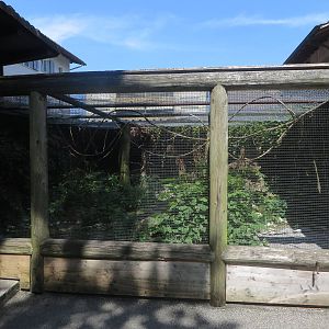 hoopoo aviary
