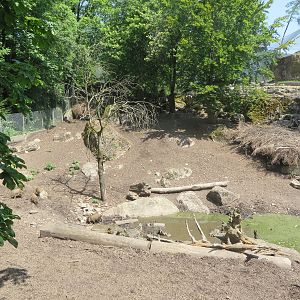 Wild boar enclosure