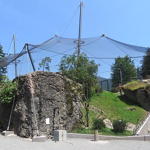 Bearded vulture aviary