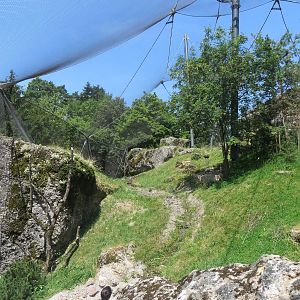 Bearded vulture aviary