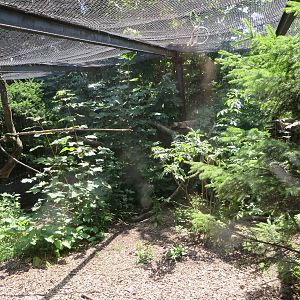 Pine marten enclosure