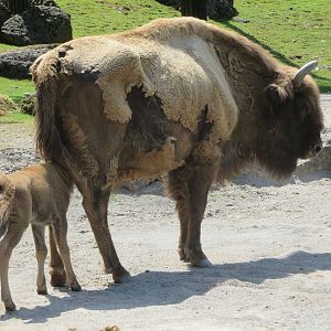 European bison
