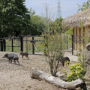 Islands on Foot - Wart Pigs on Panay