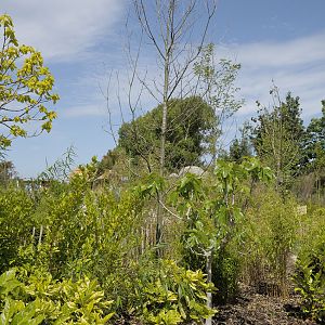 Islands on Foot - Planting on Sumba