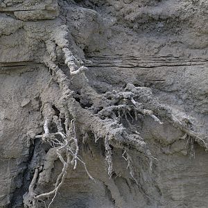 Islands by Boat - Riverbank Detail