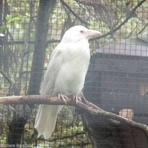 Albino Carrion Crow