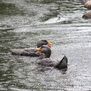 Magellanic Steamer Ducks enjoy the Rain