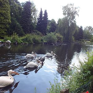 One of the Pelican Ponds