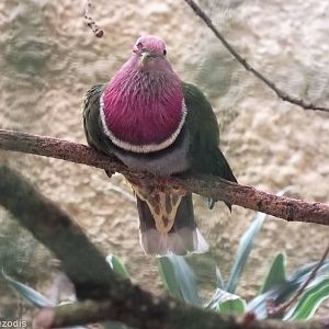 Pink-headed Fruit Dove
