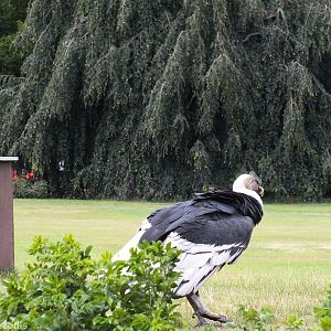 Andean Condor in the Show