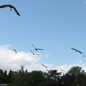 Grey Crowned-cranes in the Show