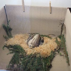 Griffon Vulture Chick