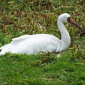 Siberian Crane