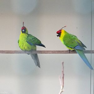 Horned Parakeet