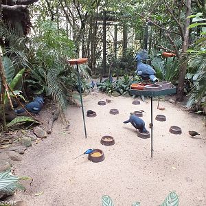 One of the bird feeding areas in the Rainforest Hall