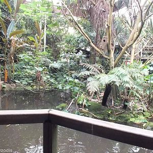 View of pond Area in the Rainforest Hall