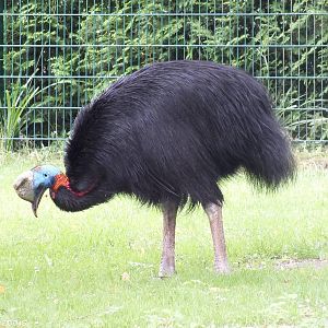 Single-wattled Cassowary